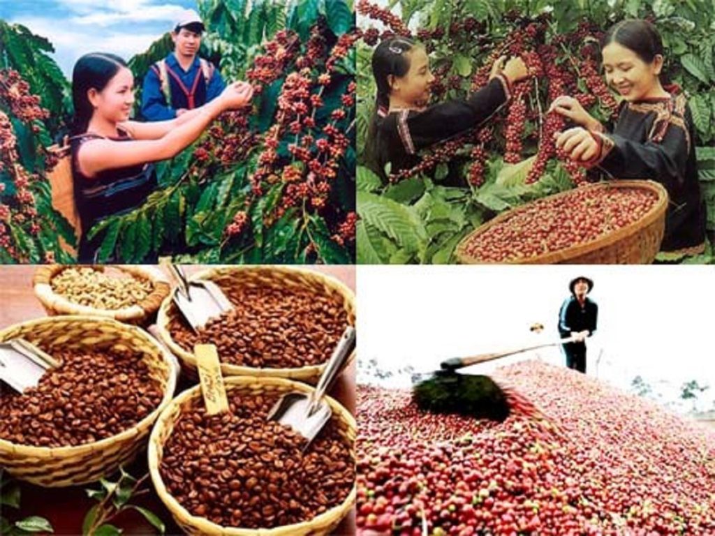 Giá cà phê tuần này nhiều khả năng tăng, Giá tiêu tìm tín hiệu khởi sắc, Giá cước vận tải biển thấp kỷ lục